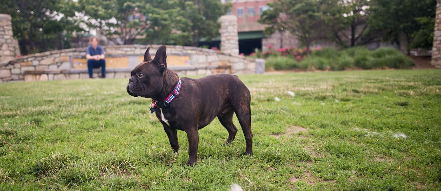 boston dog park