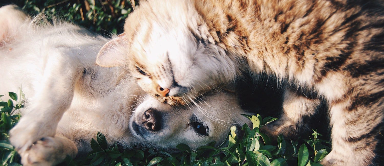 Image for The Best Apartments in Memphis for Pet Lovers