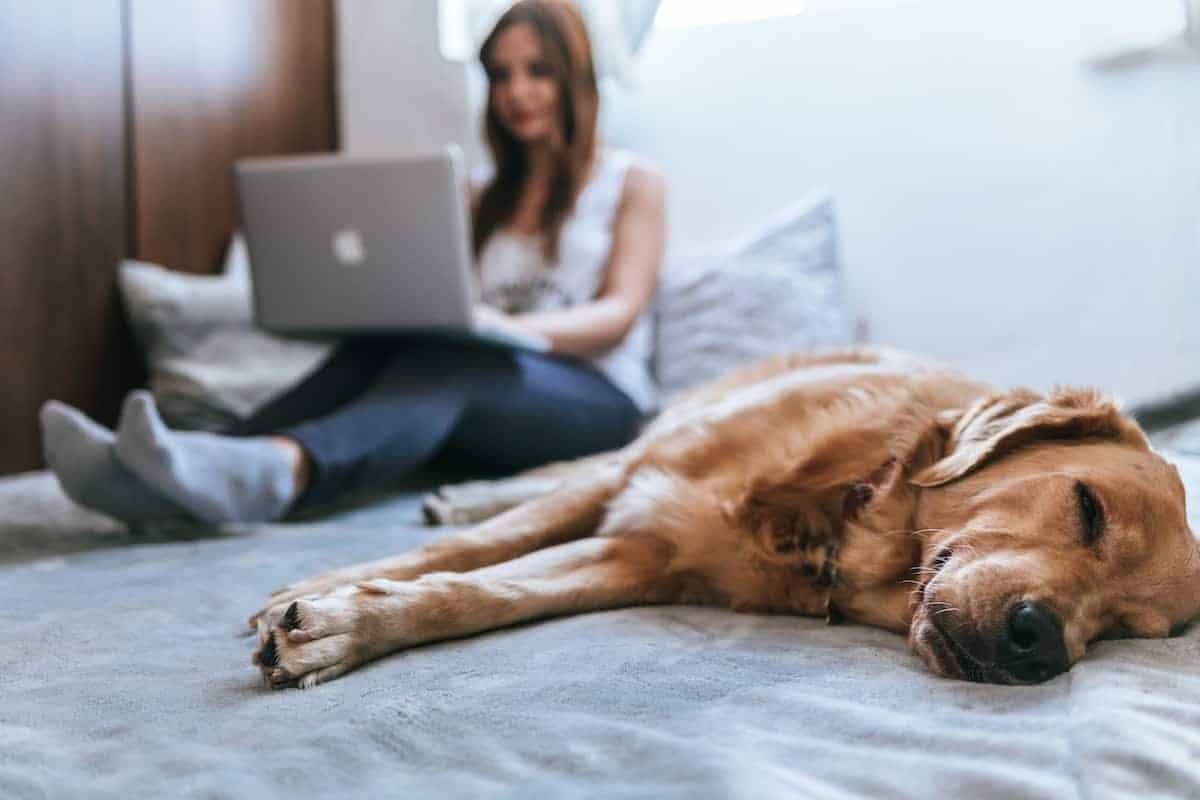 dog on bed
