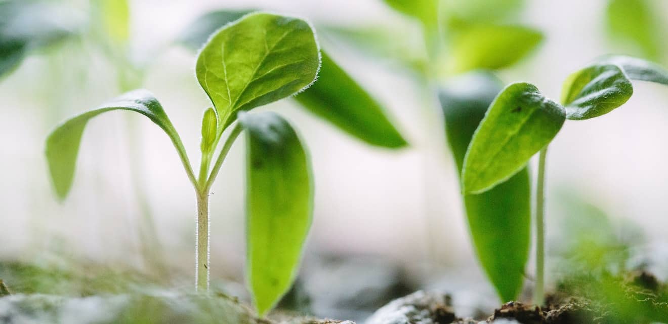 plants