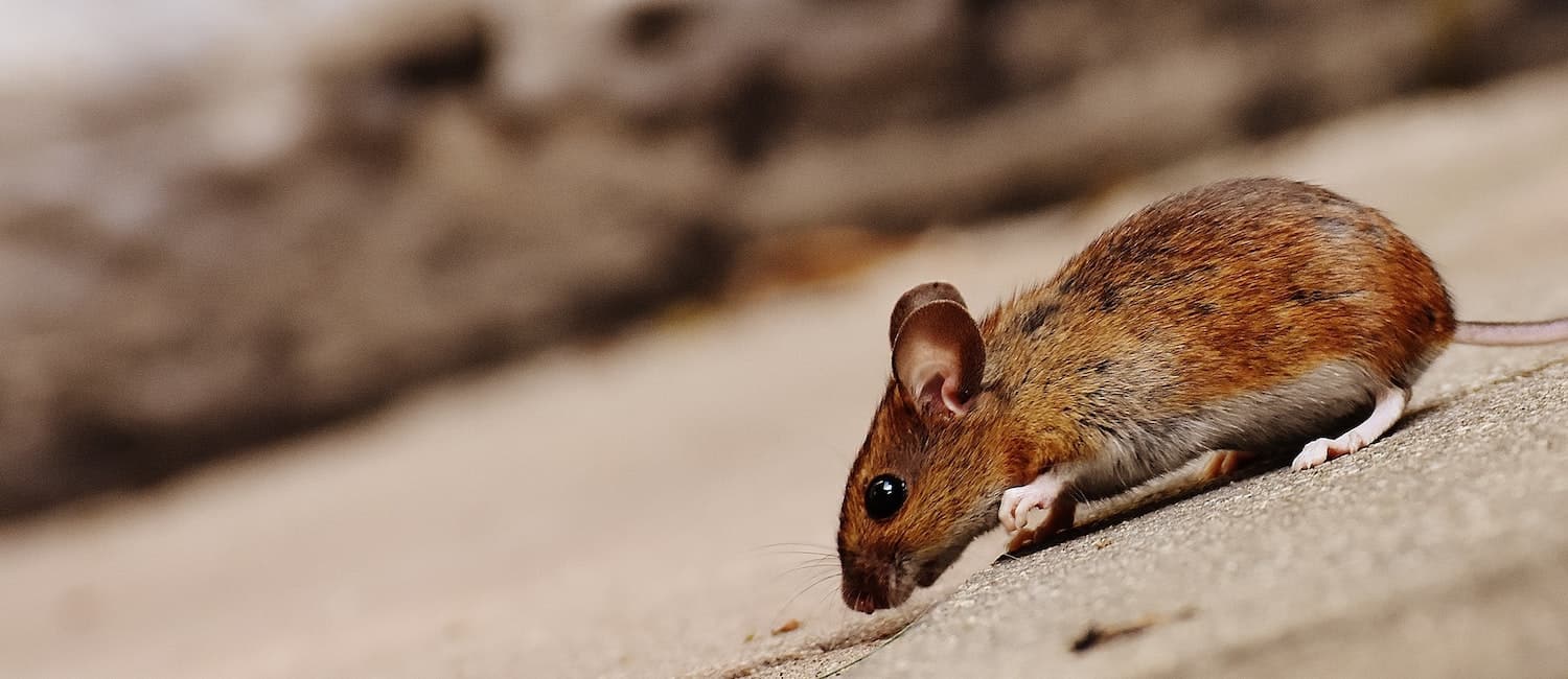 how to keep mice out