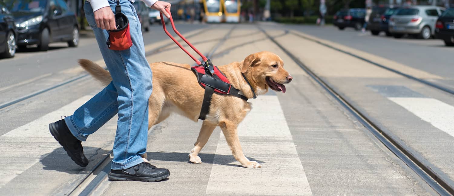 service animal