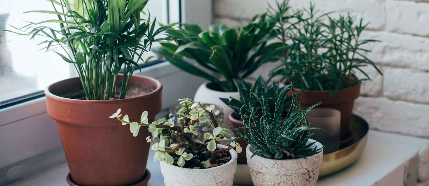 best houseplants for low light