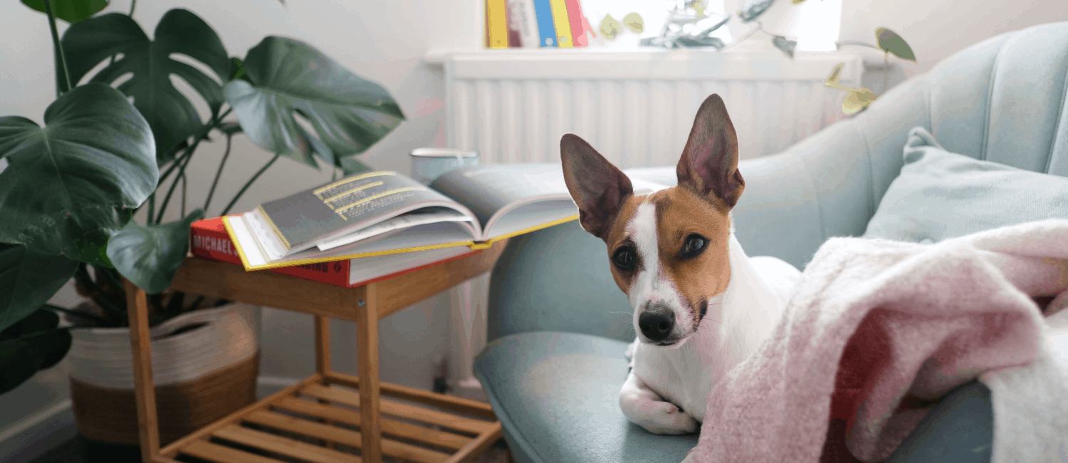 puppy proofing your apartment