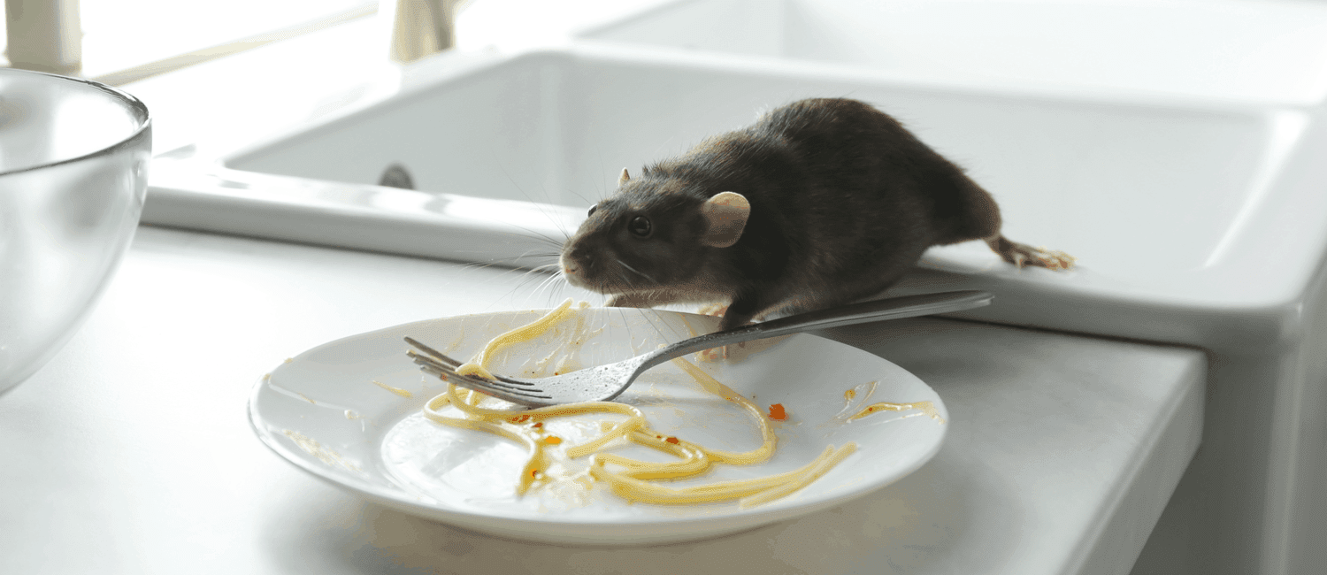 how to get rid of mice in apartment