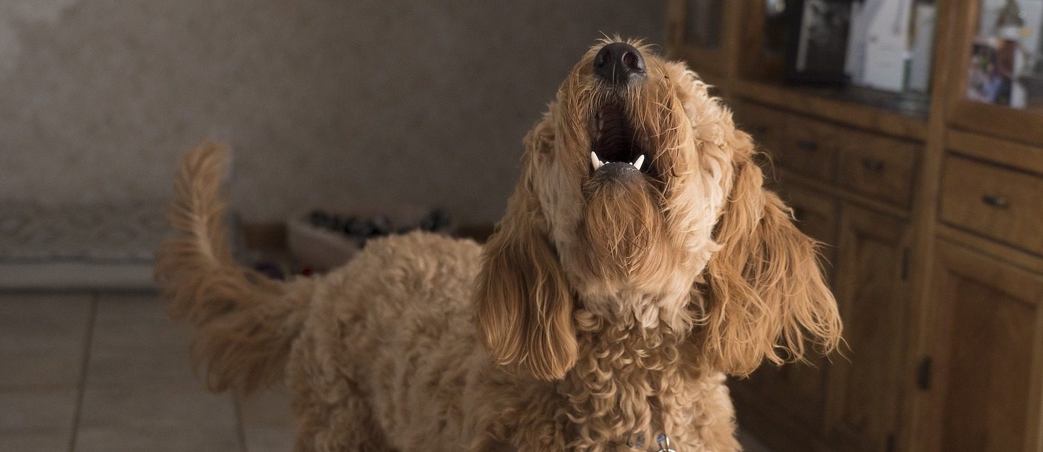a dog barking in the home