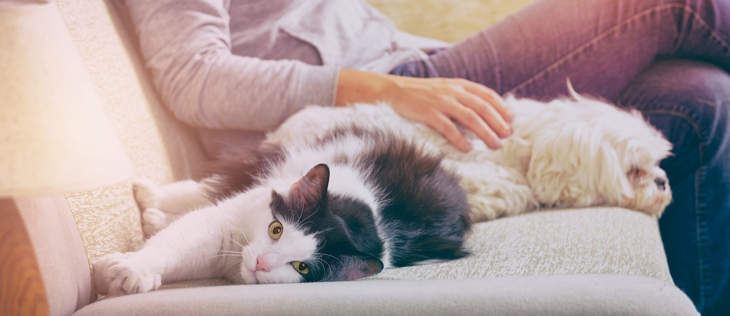 Pets laying on the couch