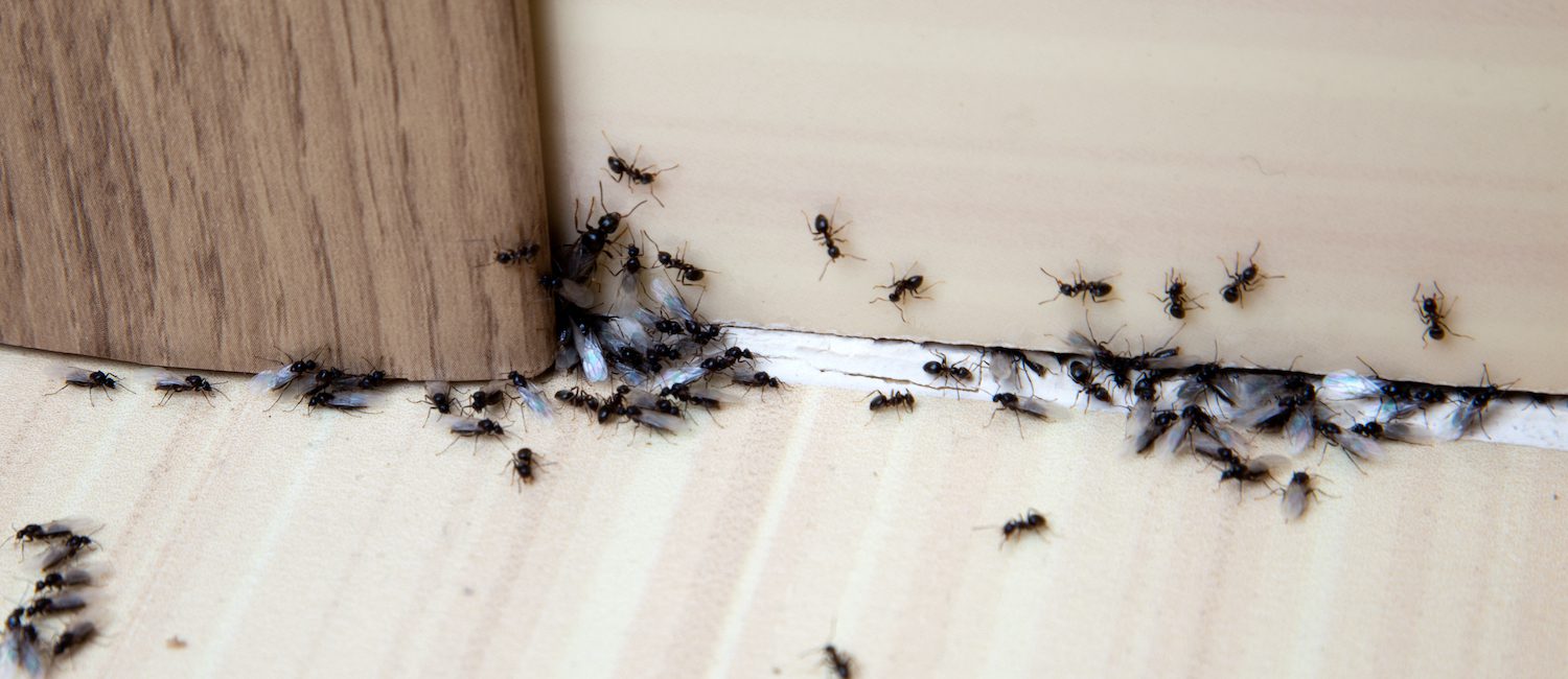 Ant infestation in apartment
