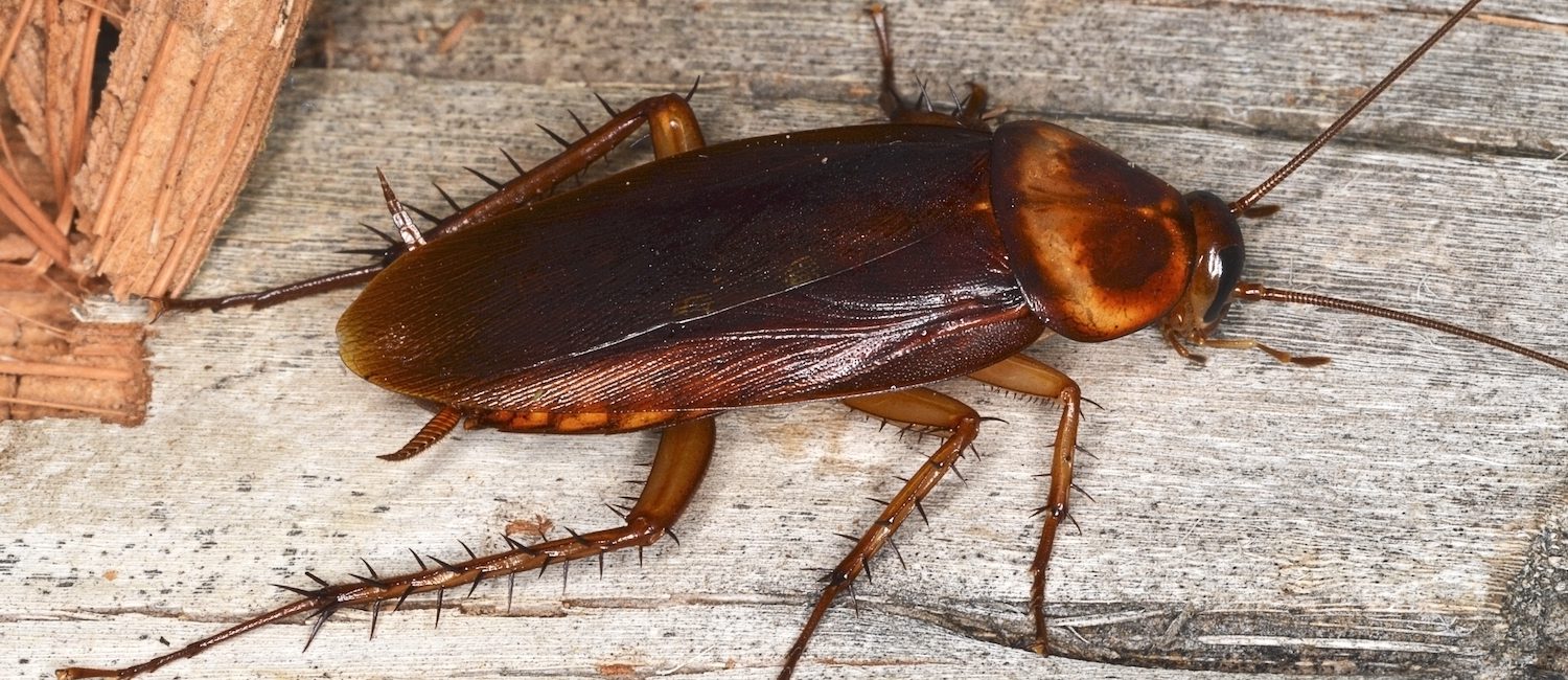 how to get rid of roaches in apartment? Here are some top ways to eliminate roaches and prevent severe infestations.