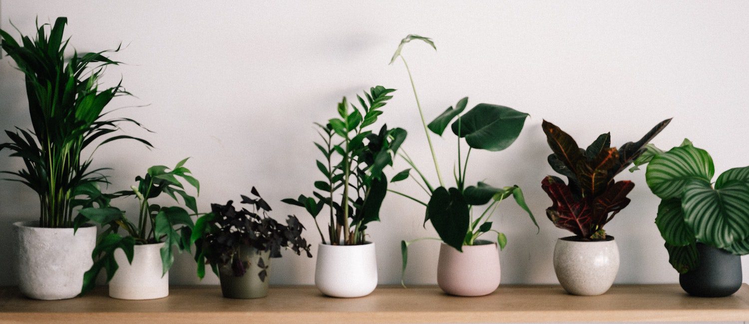house plants