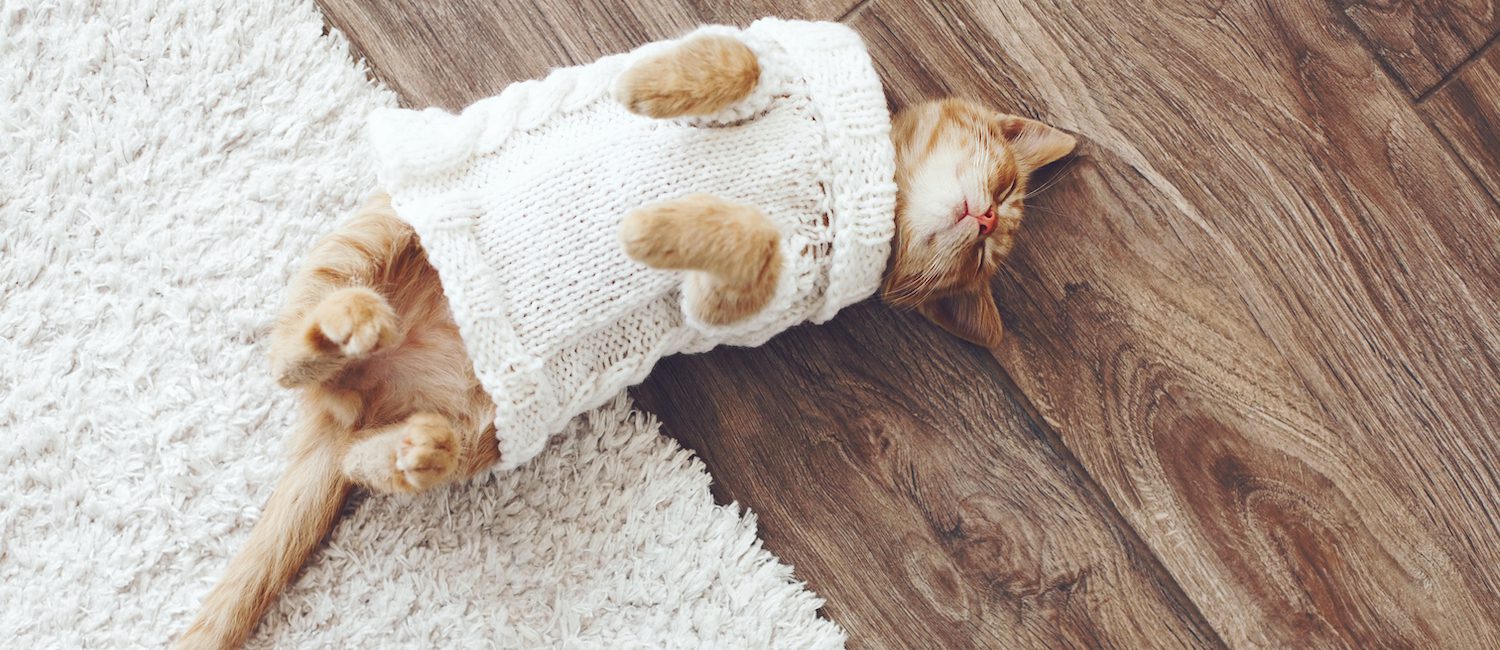 Cat on carpet and hardwood