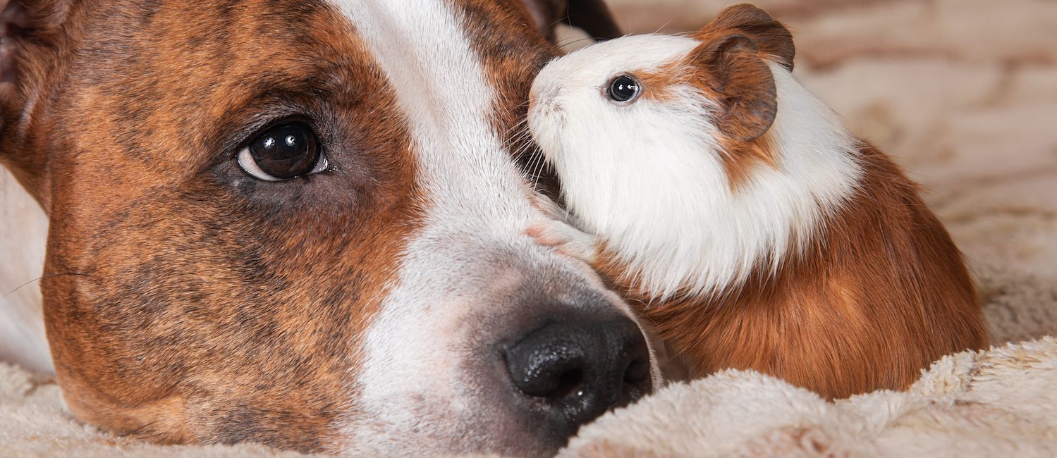 Dog and guinnea pig