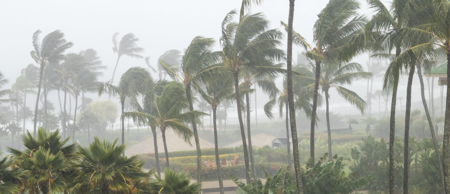 Trees in hurricane