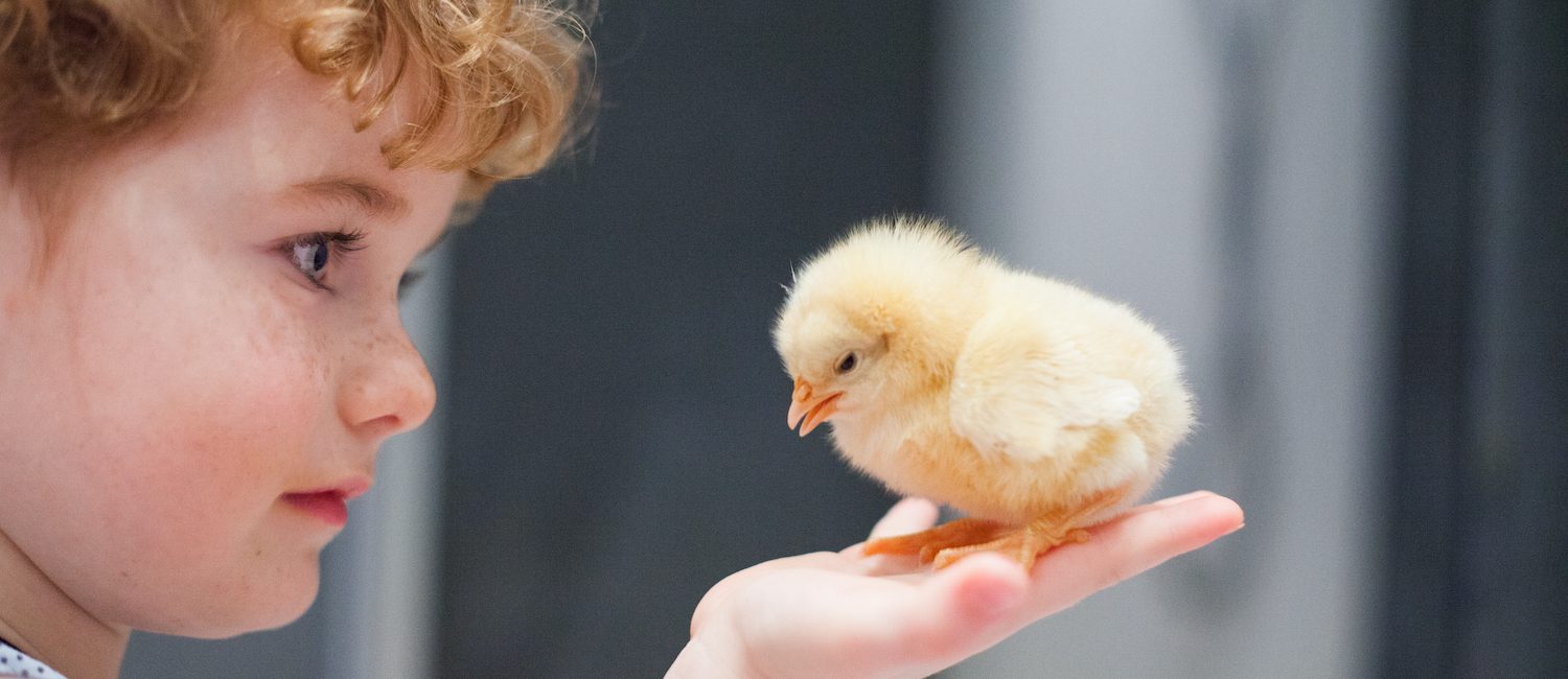 Pet chicken