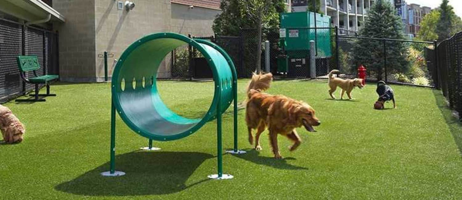 Dogs playing at the gated dog park at One Rookwood
