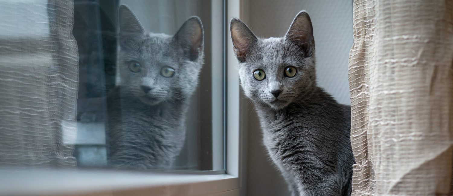 best cats for apartments