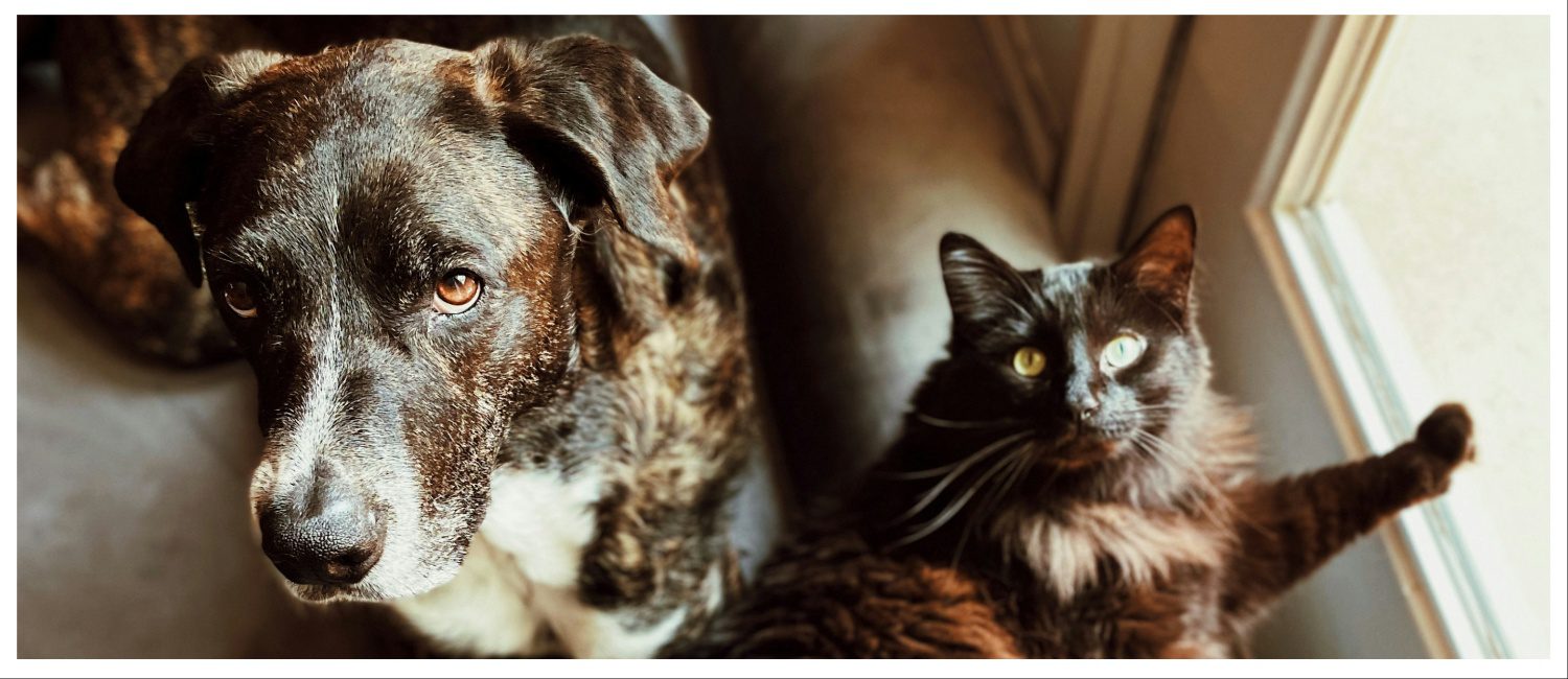 Dog and cat sitting together at home