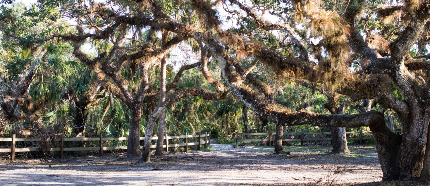 Spanish moss at a park in North Port, a Florida city full of pros and cons