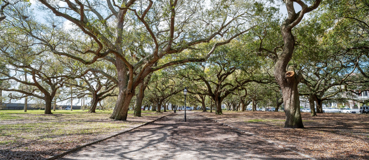 Magnolia trees in a beautiful South Carolina park