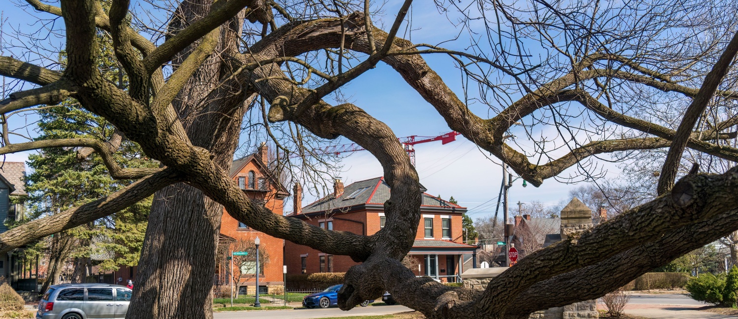 Massive tree overlooking a suburban Columbus, OH, neighborhood